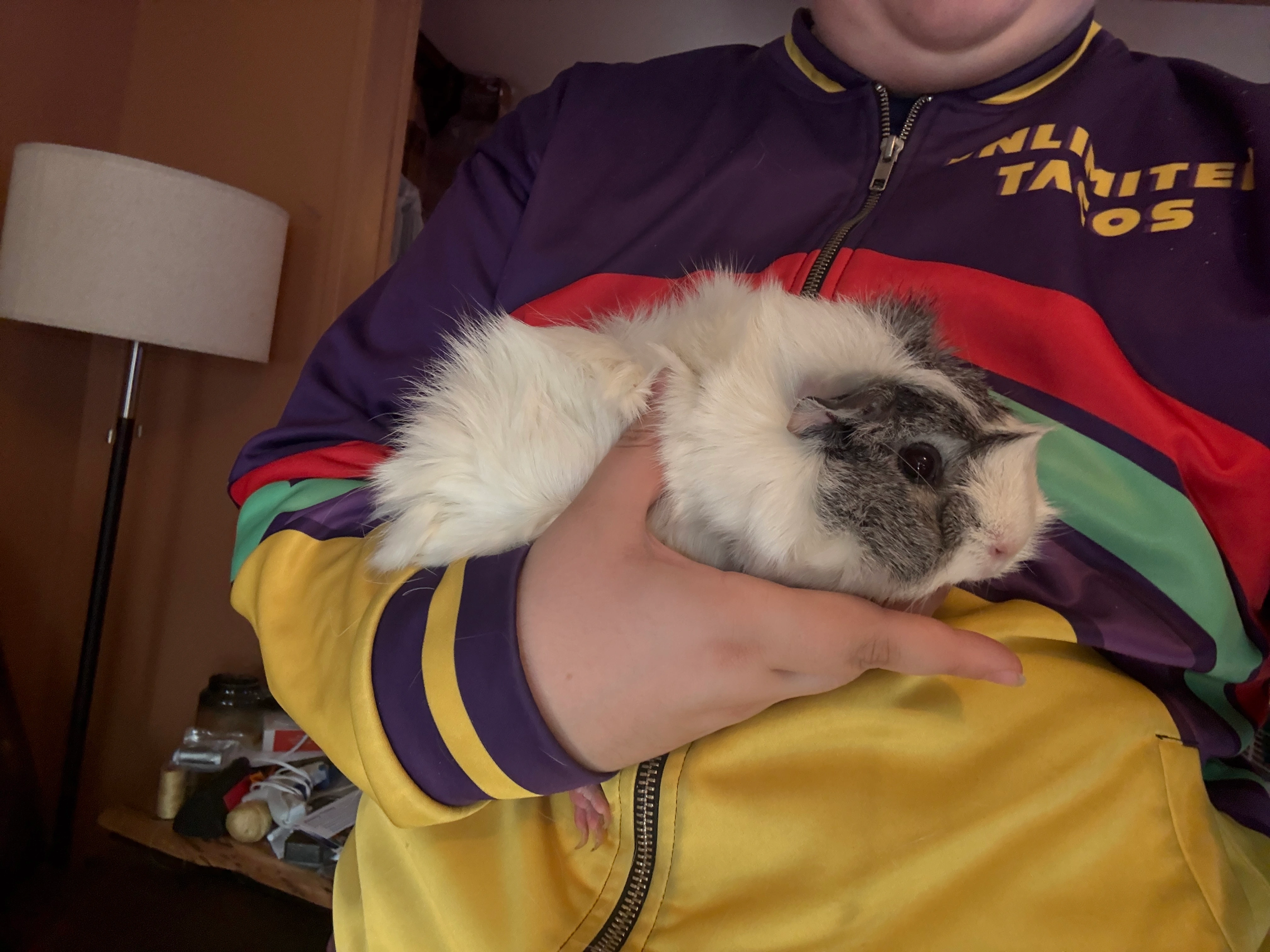 White abyssinian guinea pig with a black patch being held.